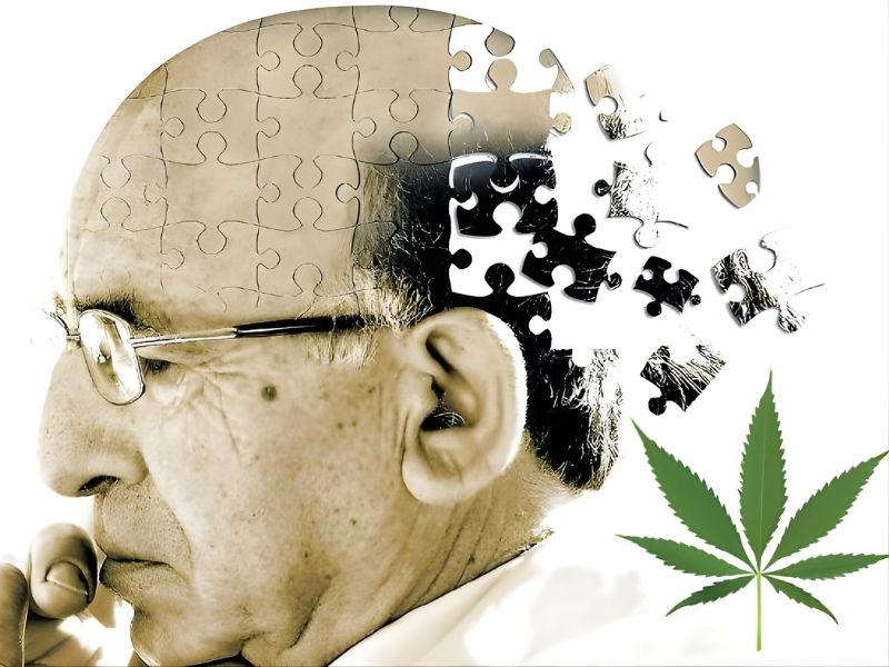 Recherche m&eacute;dicale Cannabis Alzheimer